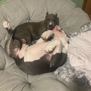 Meet your Posher, Julius